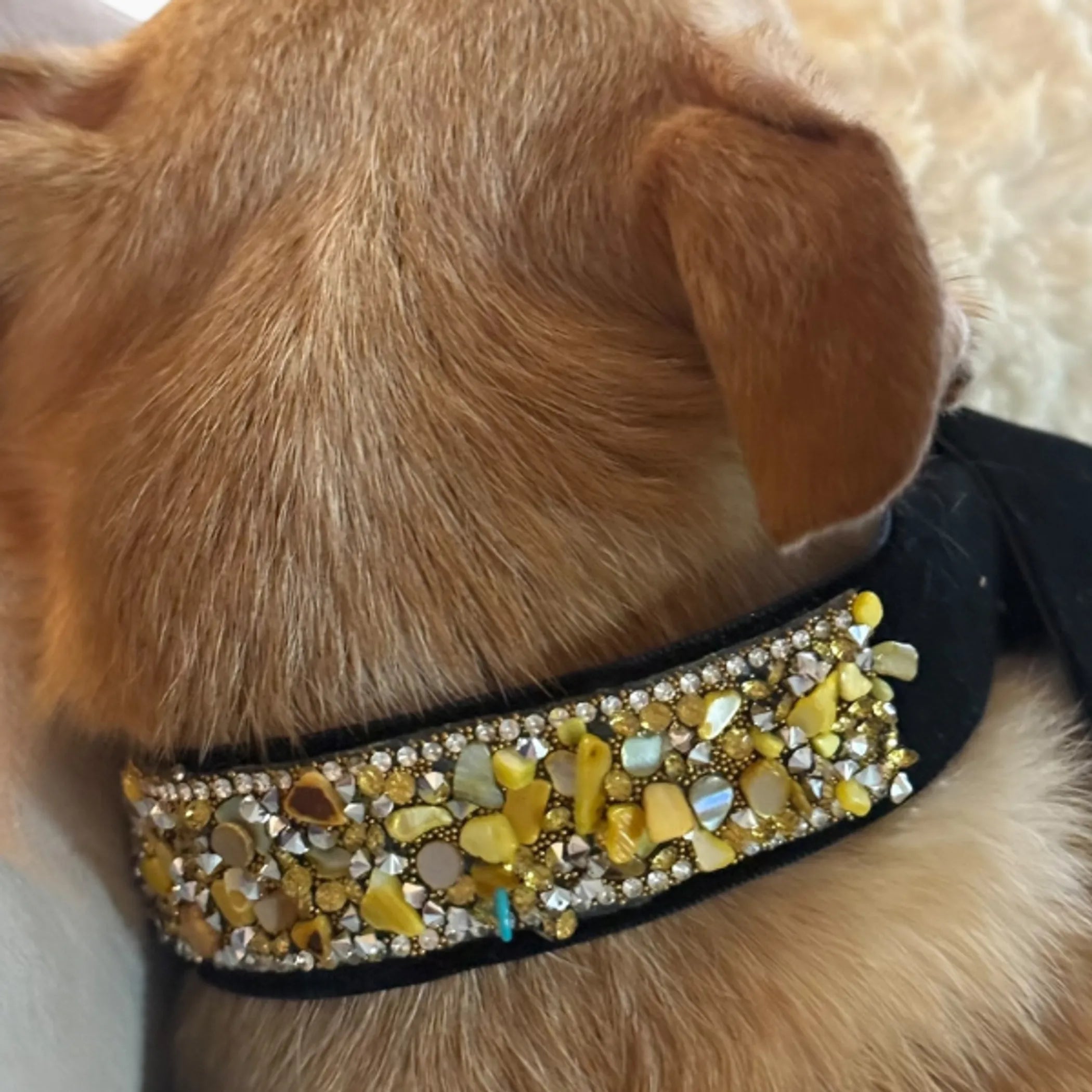 Gilded Noir Crystal Velvet Collar