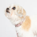 Love Pink Cork Leather Collar