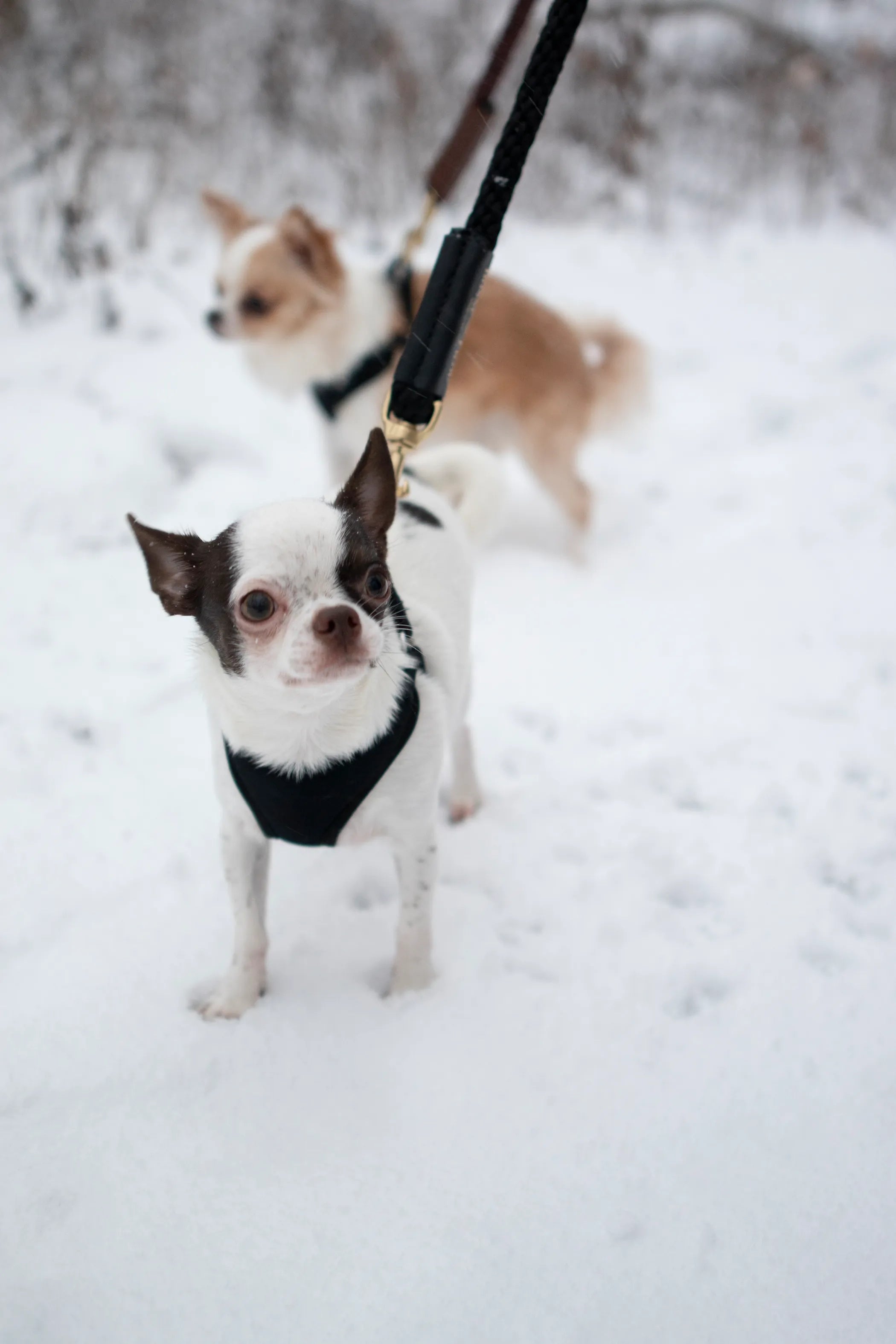Rope Leash