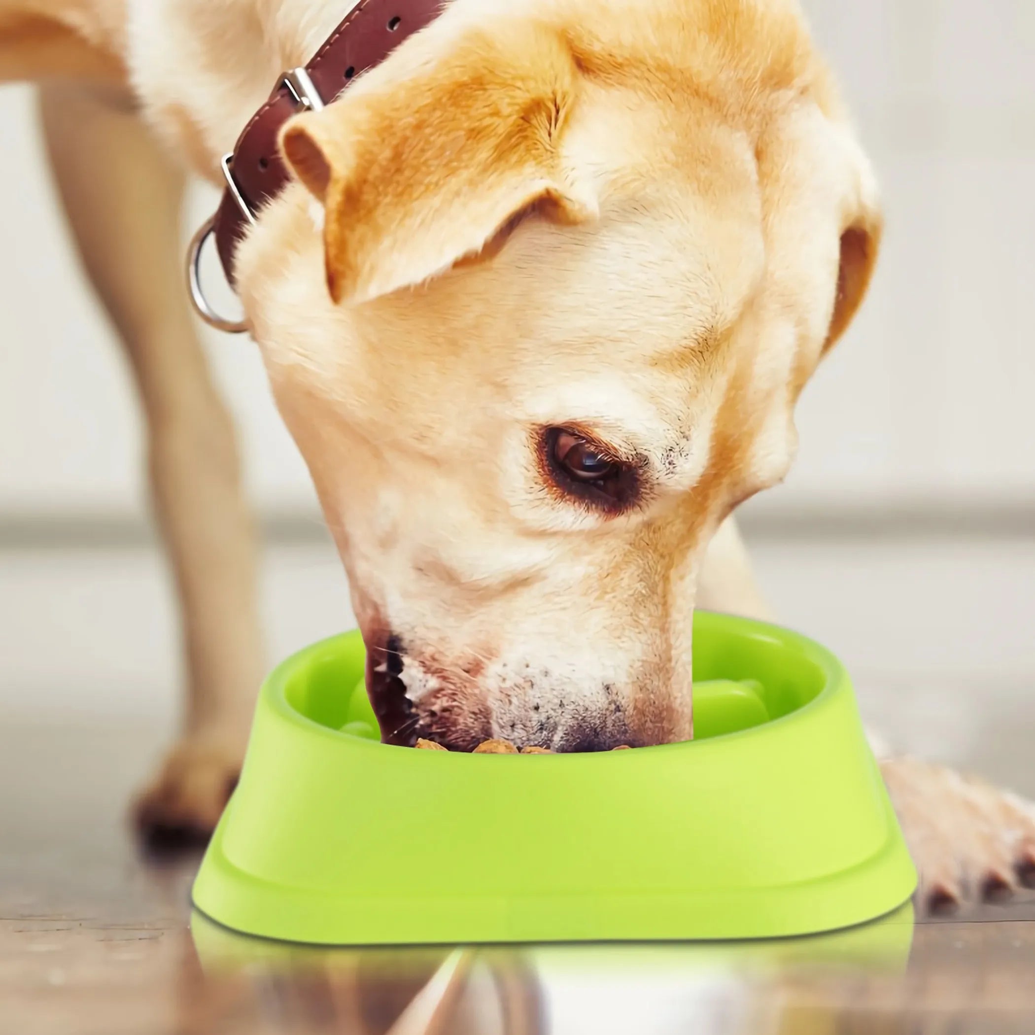 Dog Cat Slow Feeder Bowl