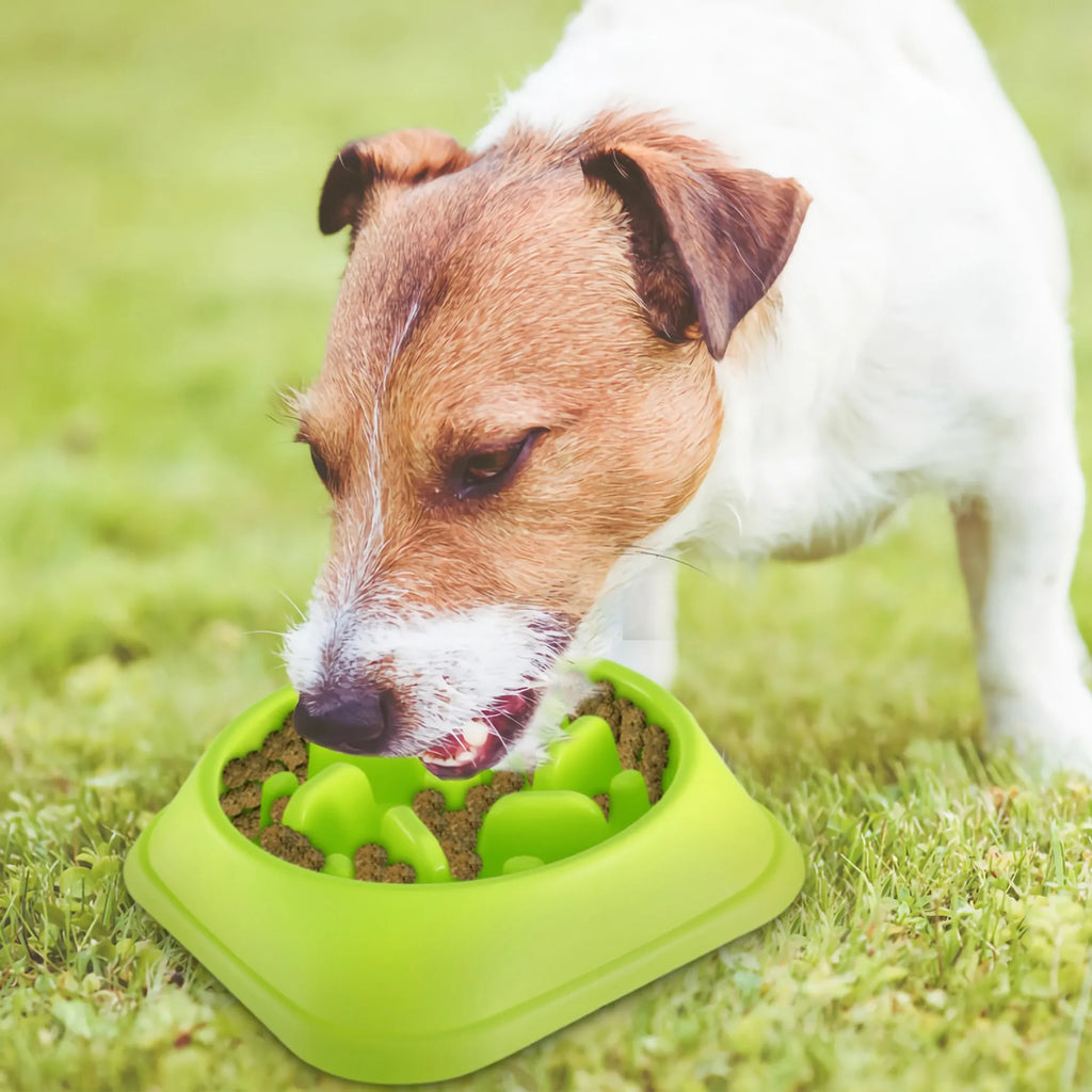 Dog Cat Slow Feeder Bowl