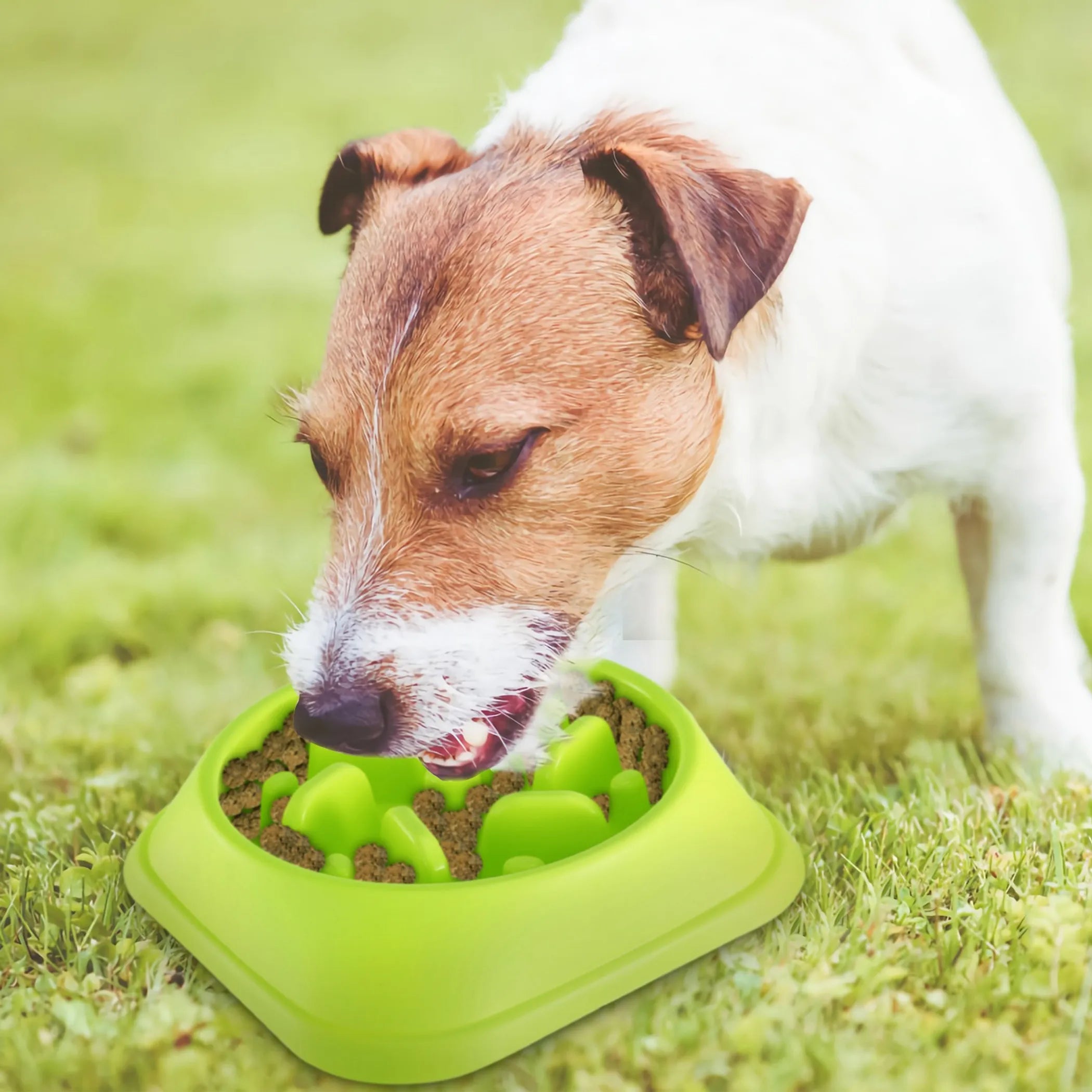 Dog Cat Slow Feeder Bowl