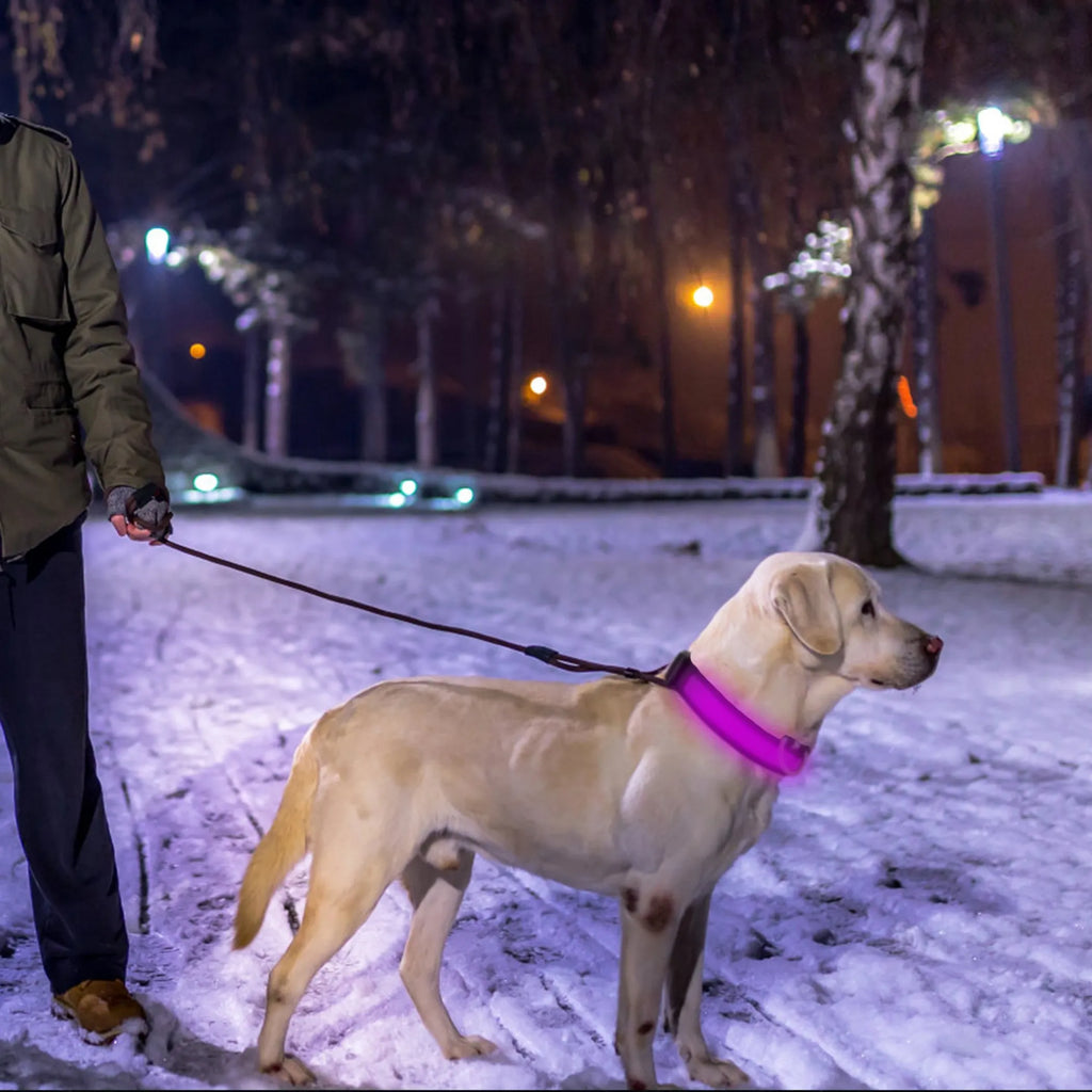 LED Dog Collar