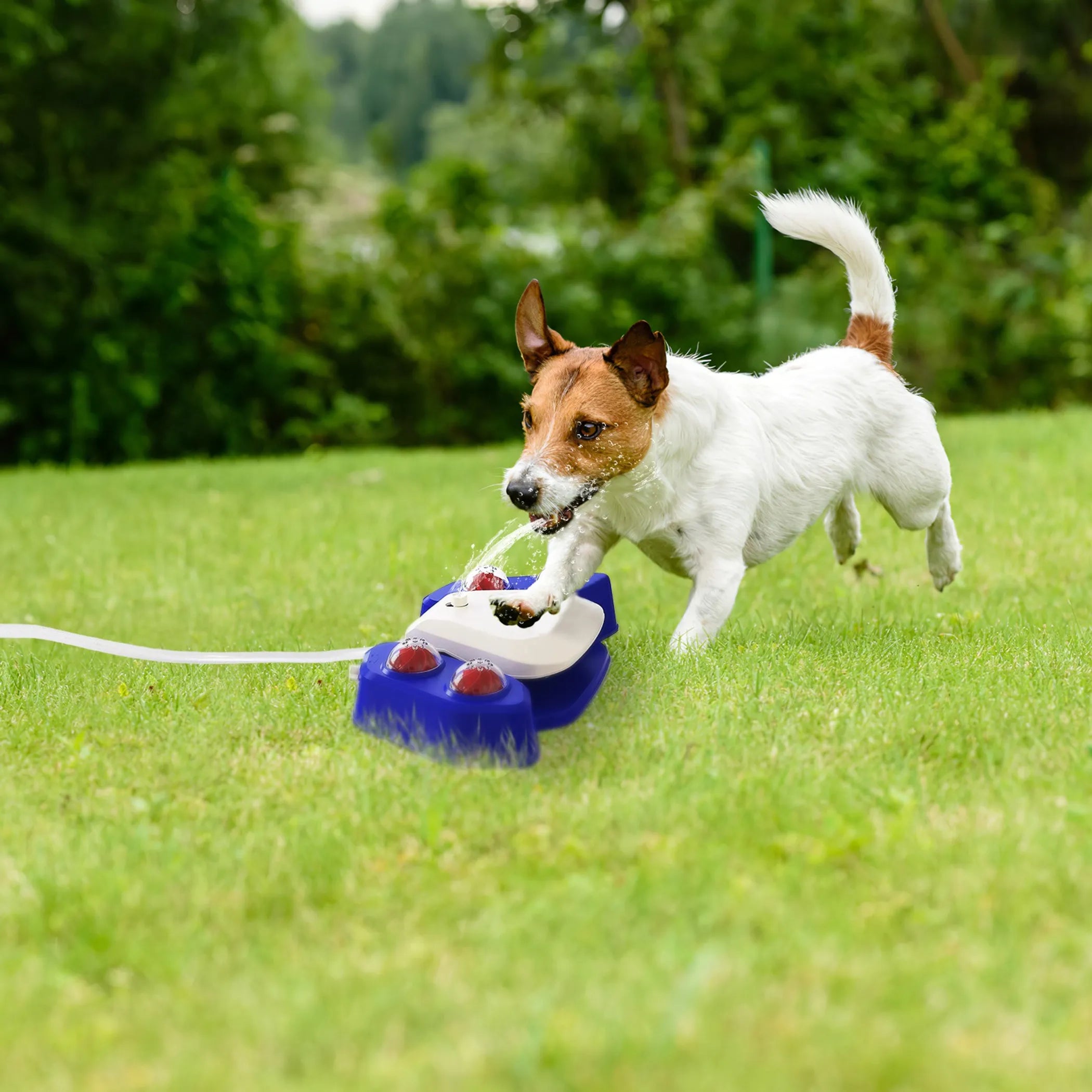 Dog Water Fountain Multifunctional Automatic