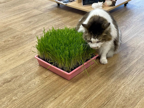 Cat Grass Trays