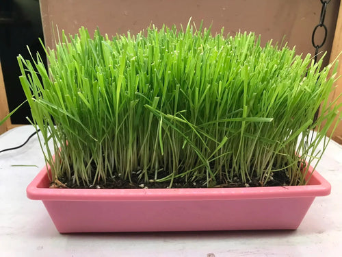 Cat Grass Garden