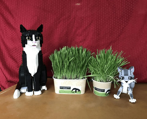 Cat Grass Bowl