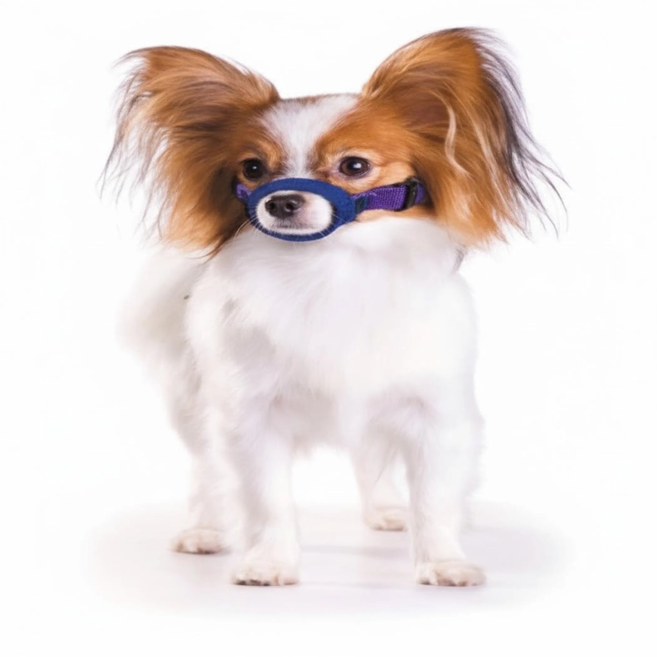 Color-Coded Strap Quick Muzzle for Dogs