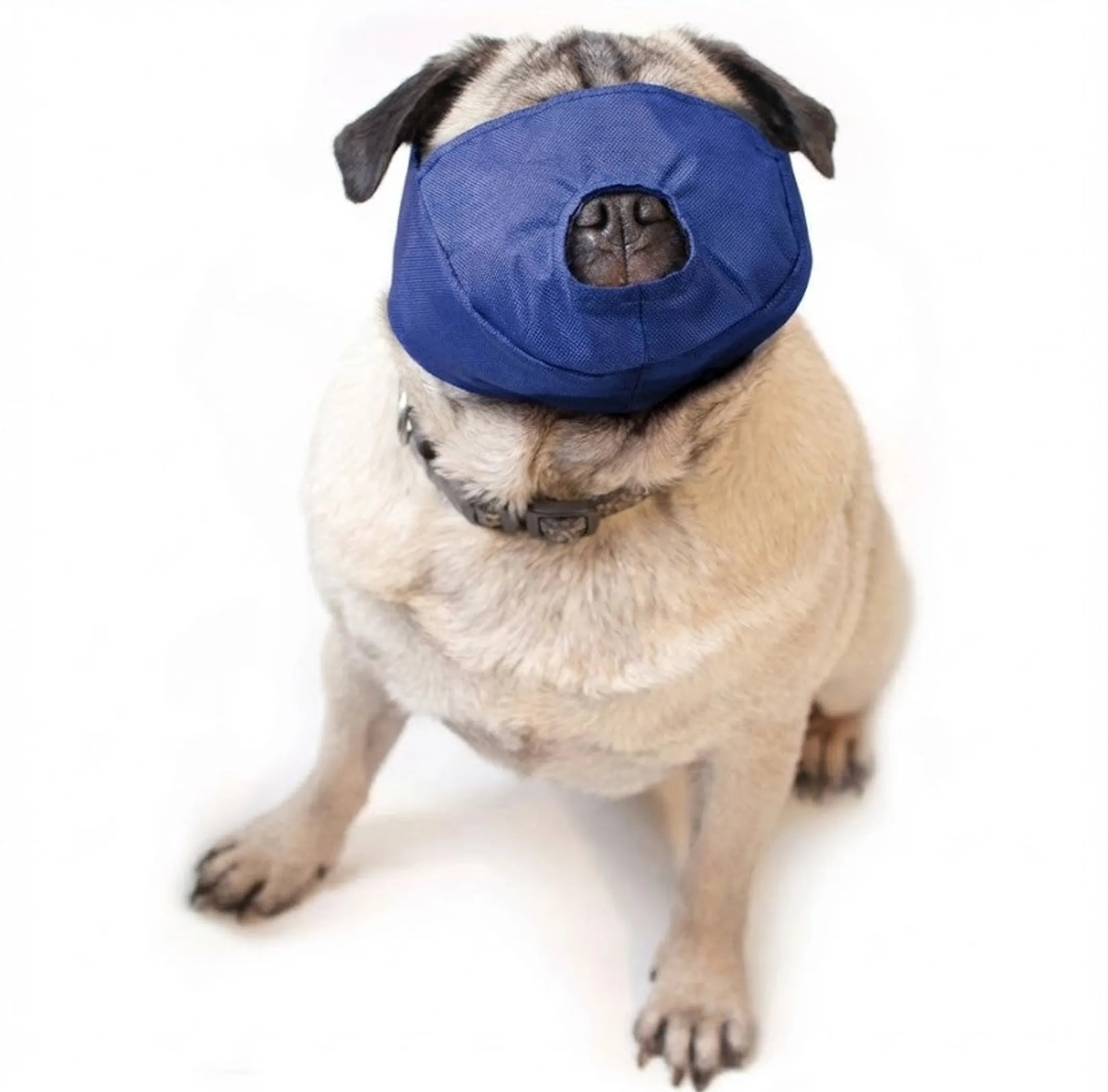 The Brachycephalic Quick Muzzle - Pug Snout