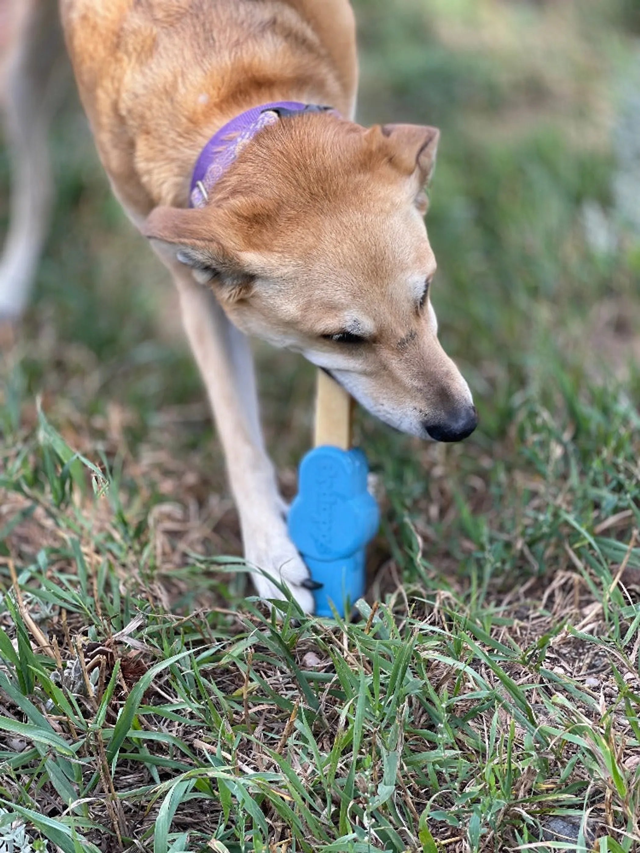 Petz Yak Chew Holder - Durable Rubber Holder for Yak Chews & Bully Sticks
