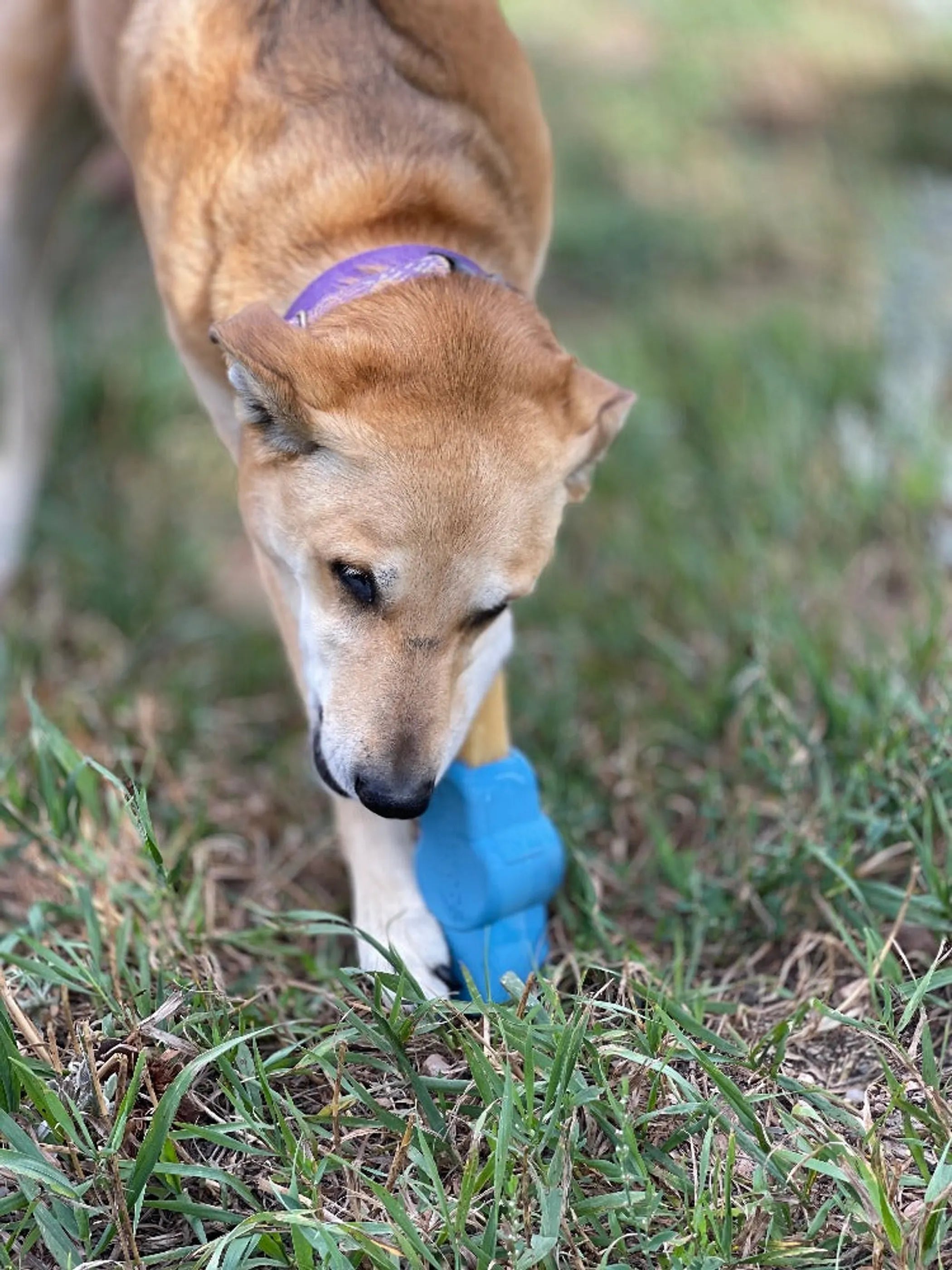 Petz Yak Chew Holder - Durable Rubber Holder for Yak Chews & Bully Sticks