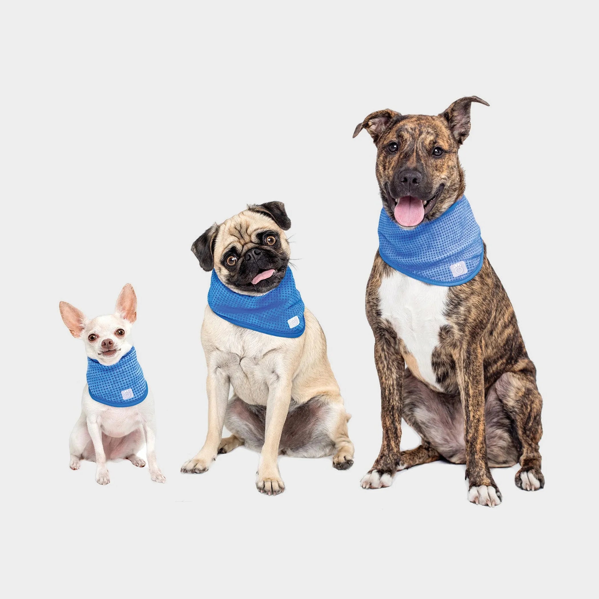 GF Pet  Ice Band
