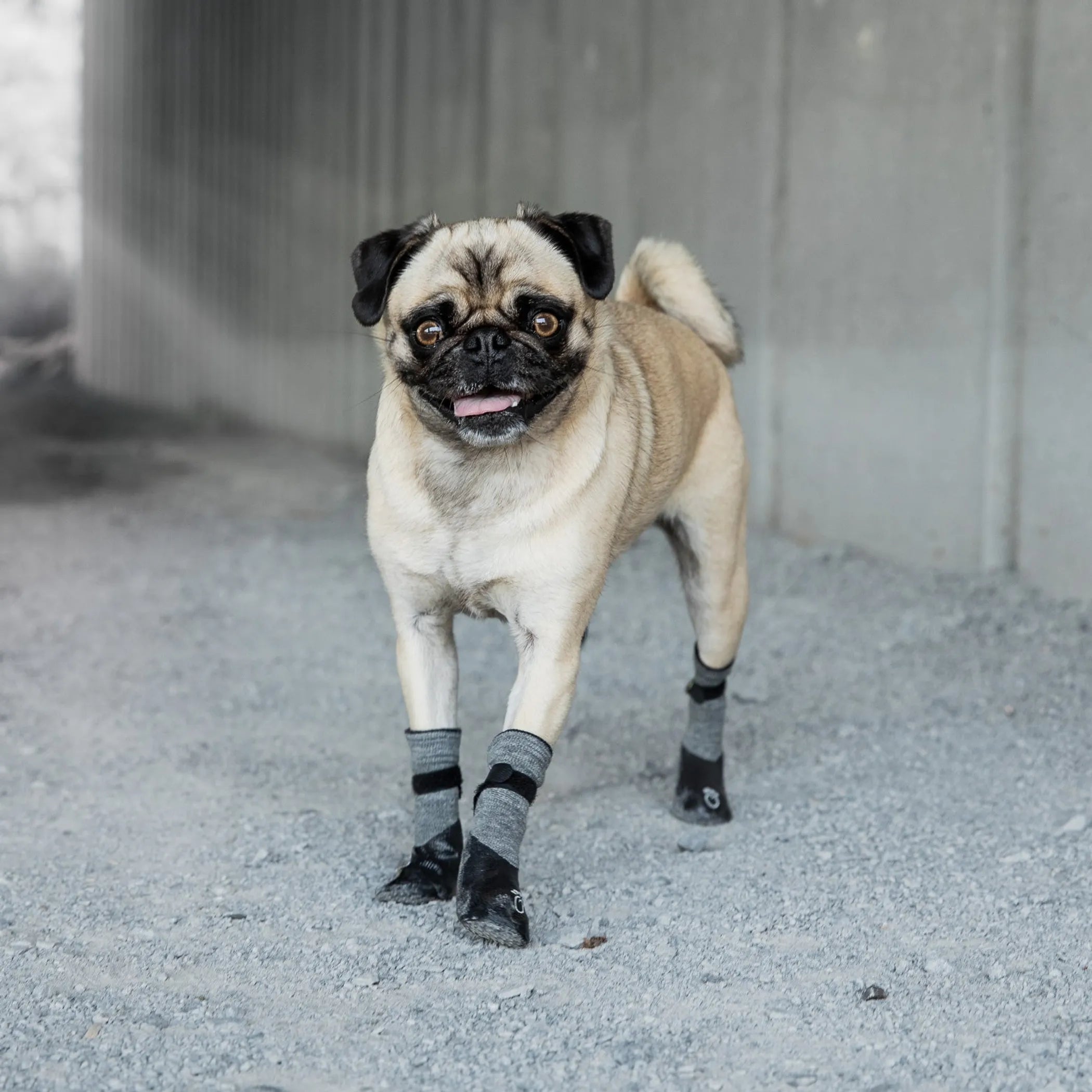 GF Pet Dog Booties  Grey